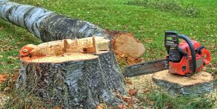 Trusted Carpentersville, IL Tree Removal Services Experts