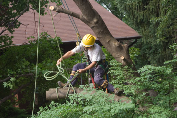 Best Stump Grinding and Removal  in Carpentersvle, IL