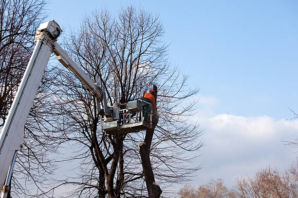 How Our Tree Care Process Works  in  Carpentersville, IL